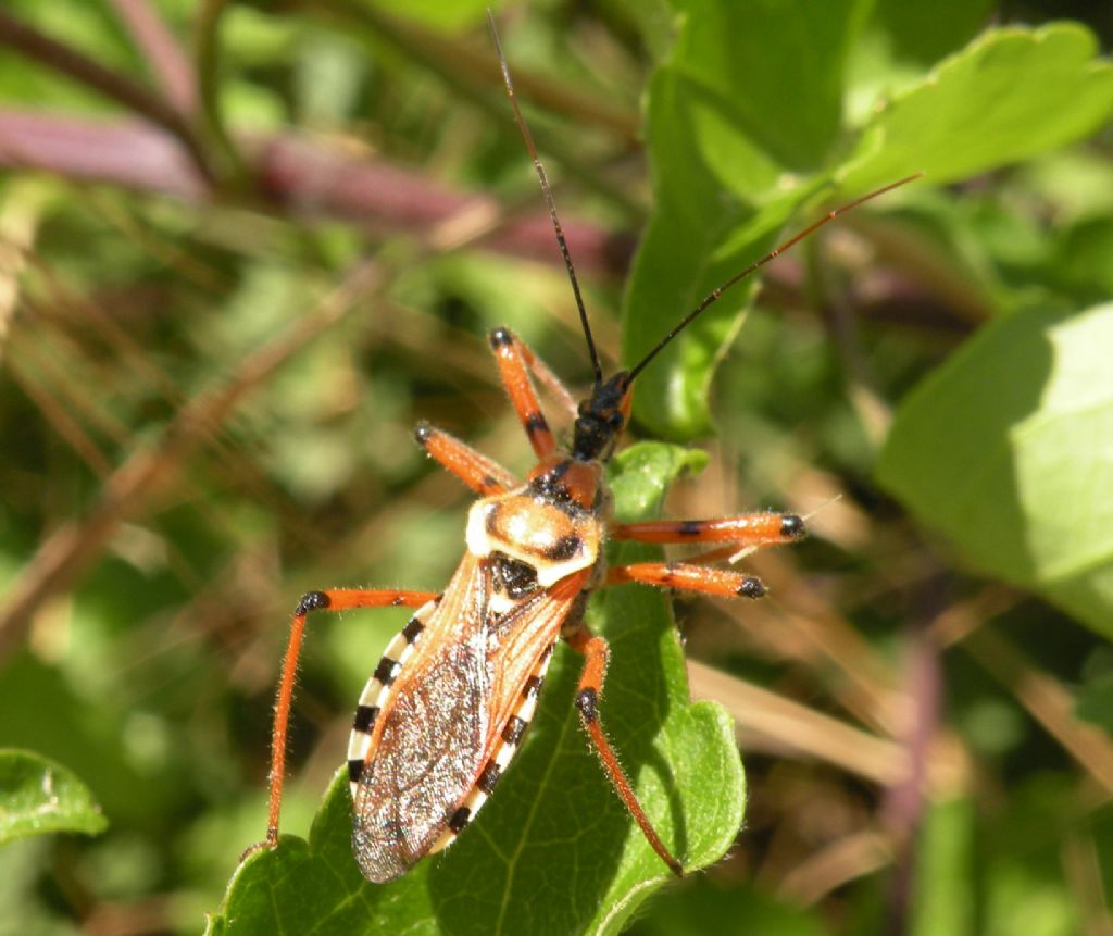 Con vergogna Rhynocoris....